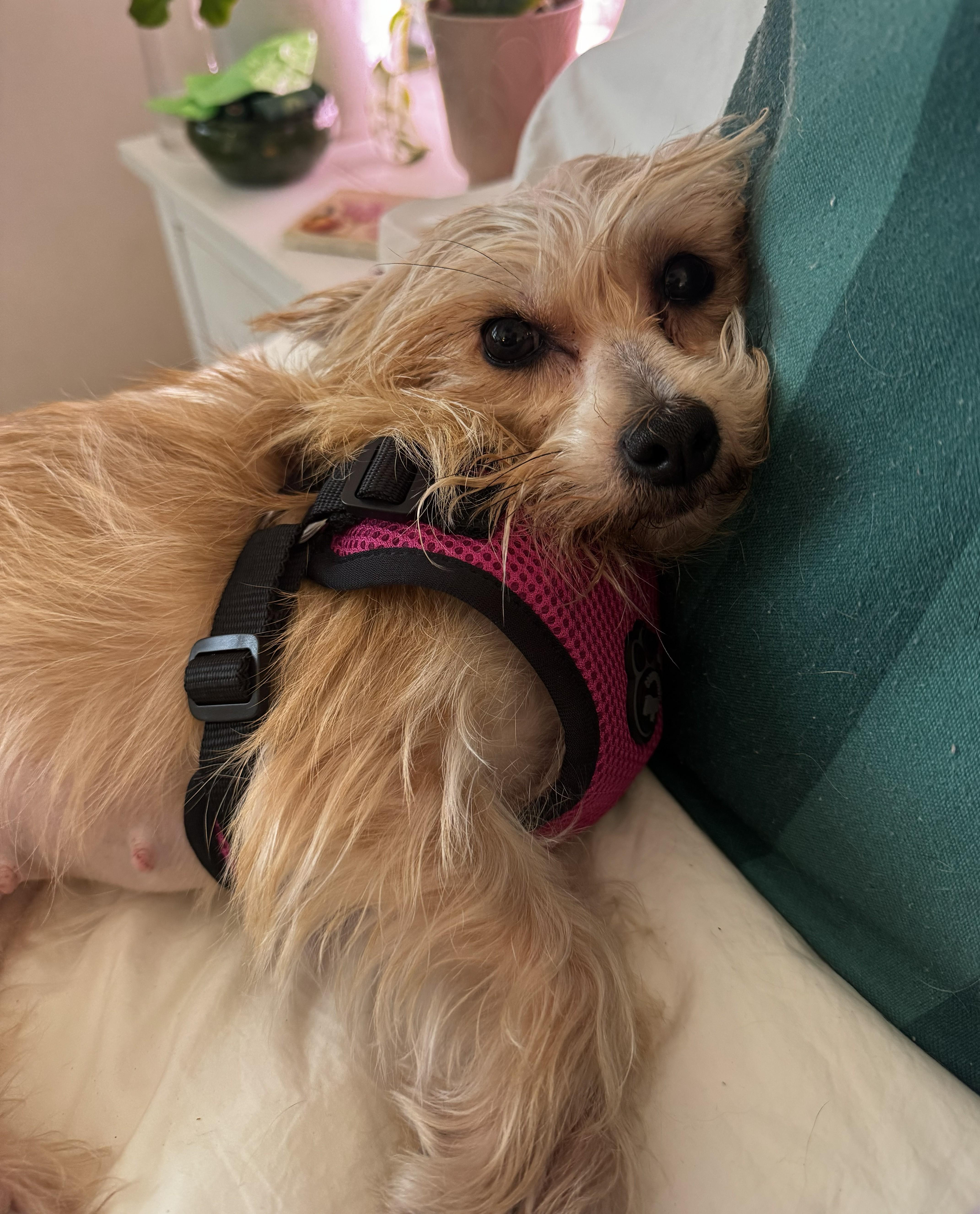 Tess, a ADOPTABLE Terrier in Studio City, CA image 4/4