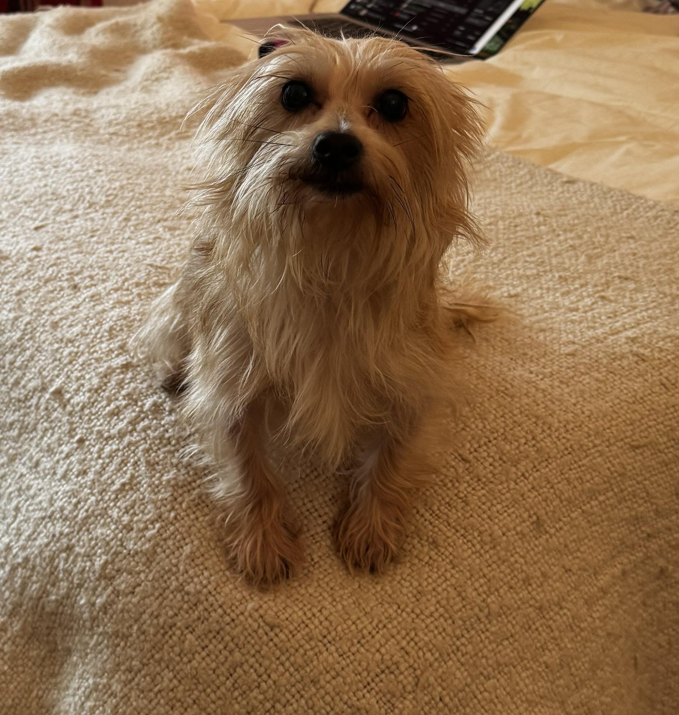 Tess, a ADOPTABLE Terrier in Studio City, CA image 3/4