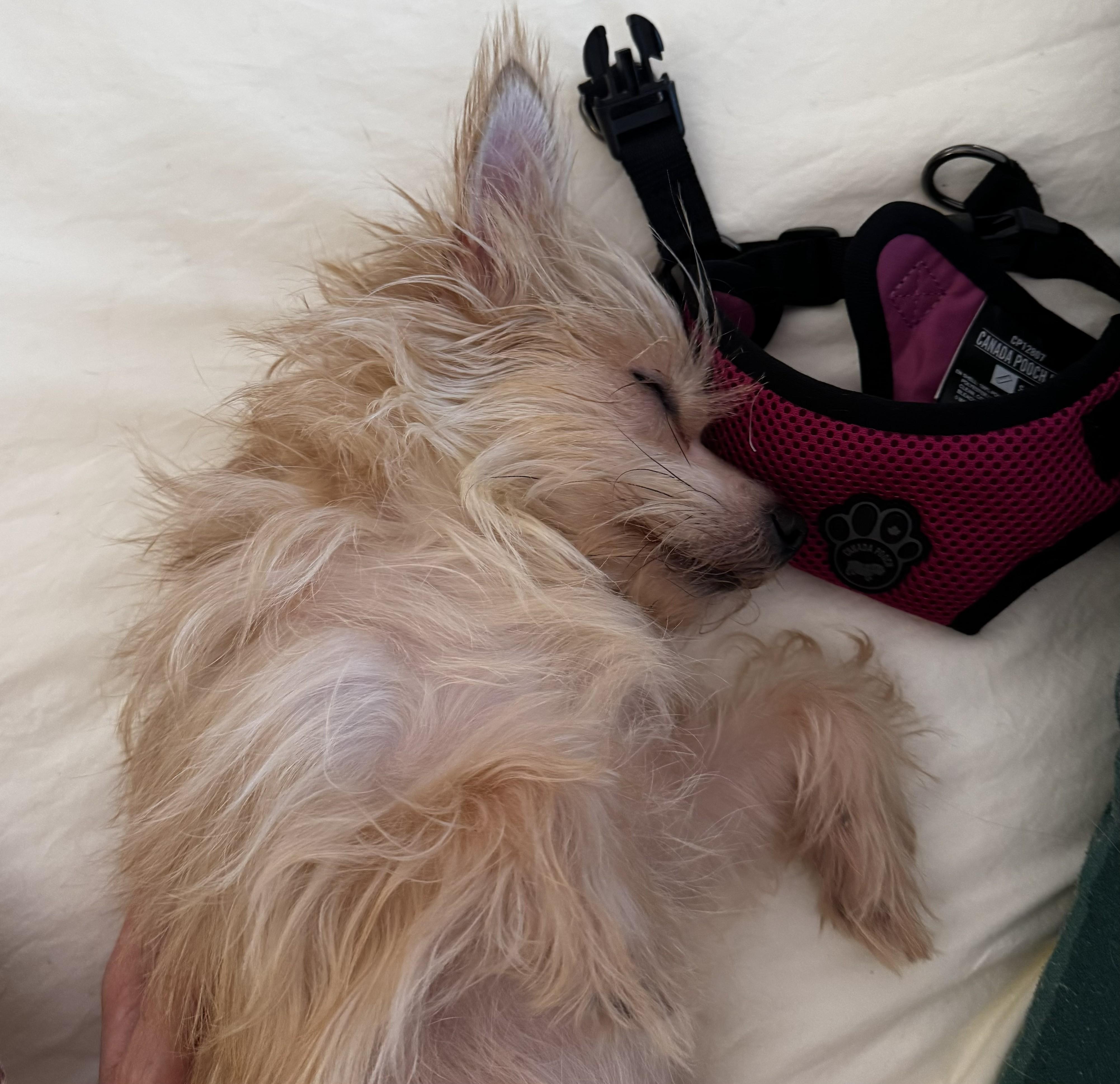 Tess, adopted, Adult Female Yorkshire Terrier & Dachshund (Long Haired).