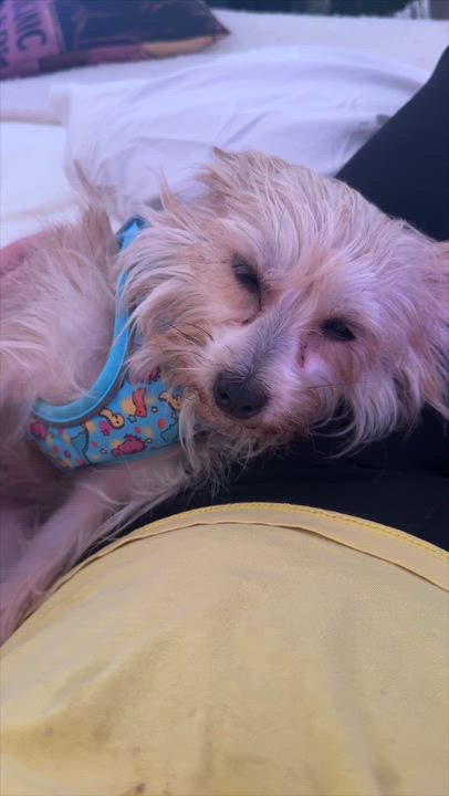 Enlarge Tess, an adopted mixed breed in Westlake Village, CA video 2/6