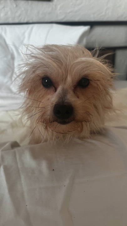 Enlarge Tess, an adopted mixed breed in Westlake Village, CA video 3/6