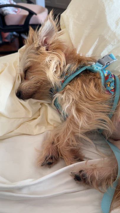 Enlarge Tess, an adopted mixed breed in Westlake Village, CA video 4/6