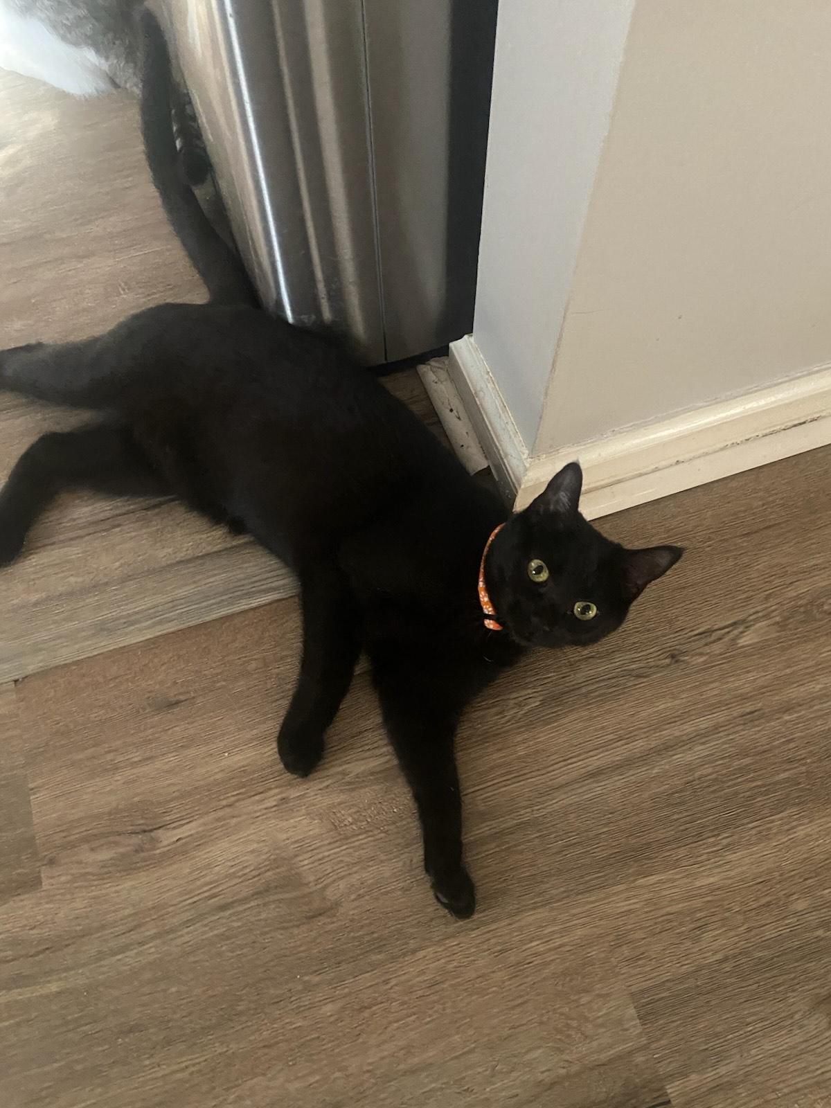 Hennessey, adopted, Young Female American Shorthair.