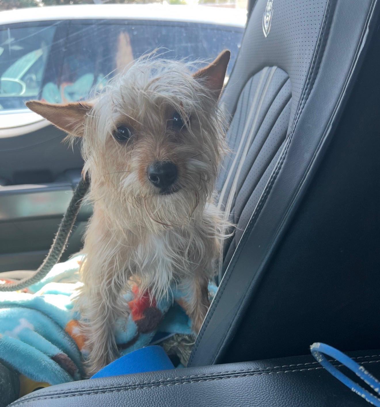 Poppy, adopted, Adult Female Yorkshire Terrier & Silky Terrier.