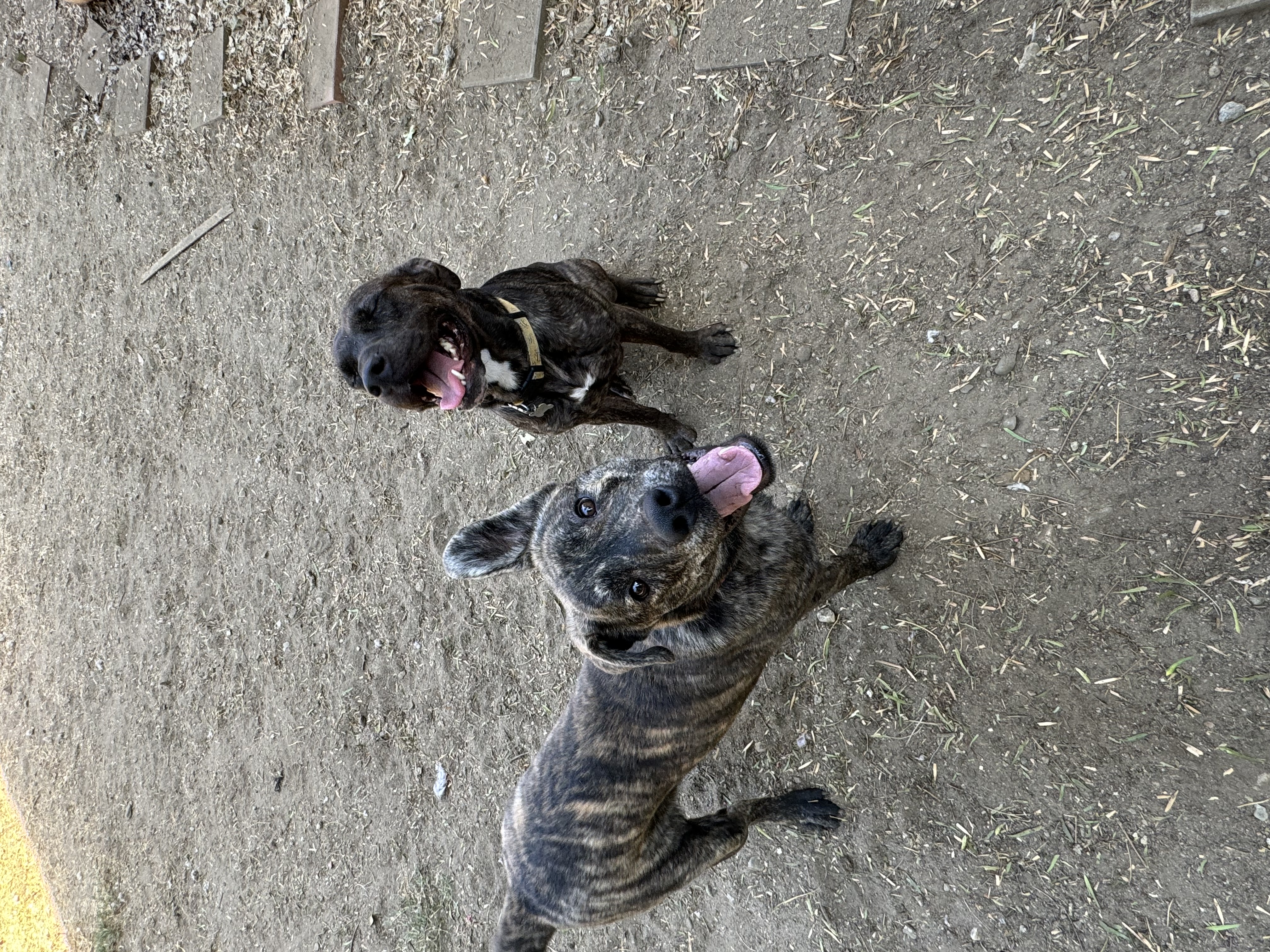 Enlarge Scout, a Adoptable mixed breed in Claremont, CA image 4/5