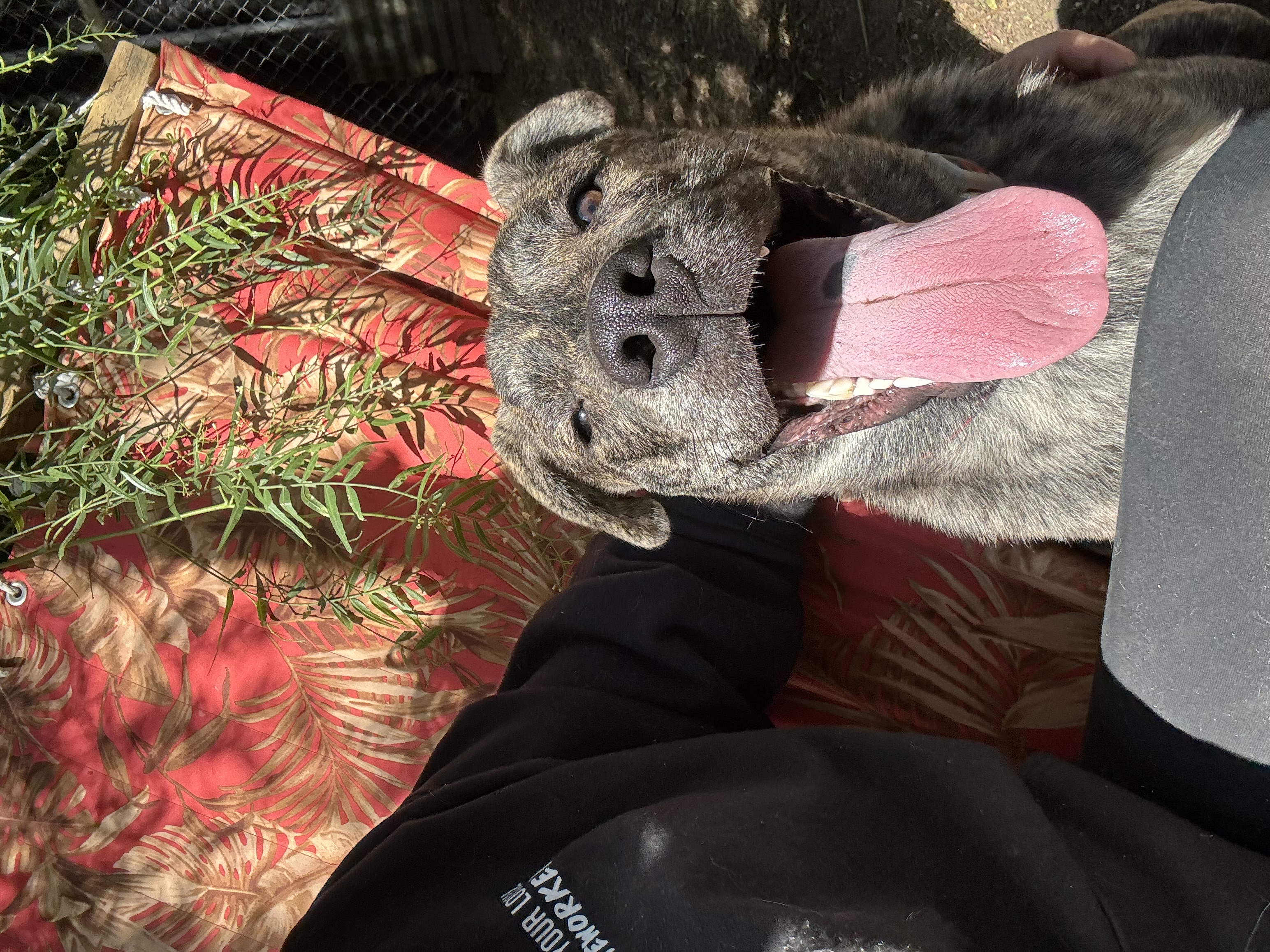 Enlarge Scout, a Adoptable mixed breed in Claremont, CA image 2/5