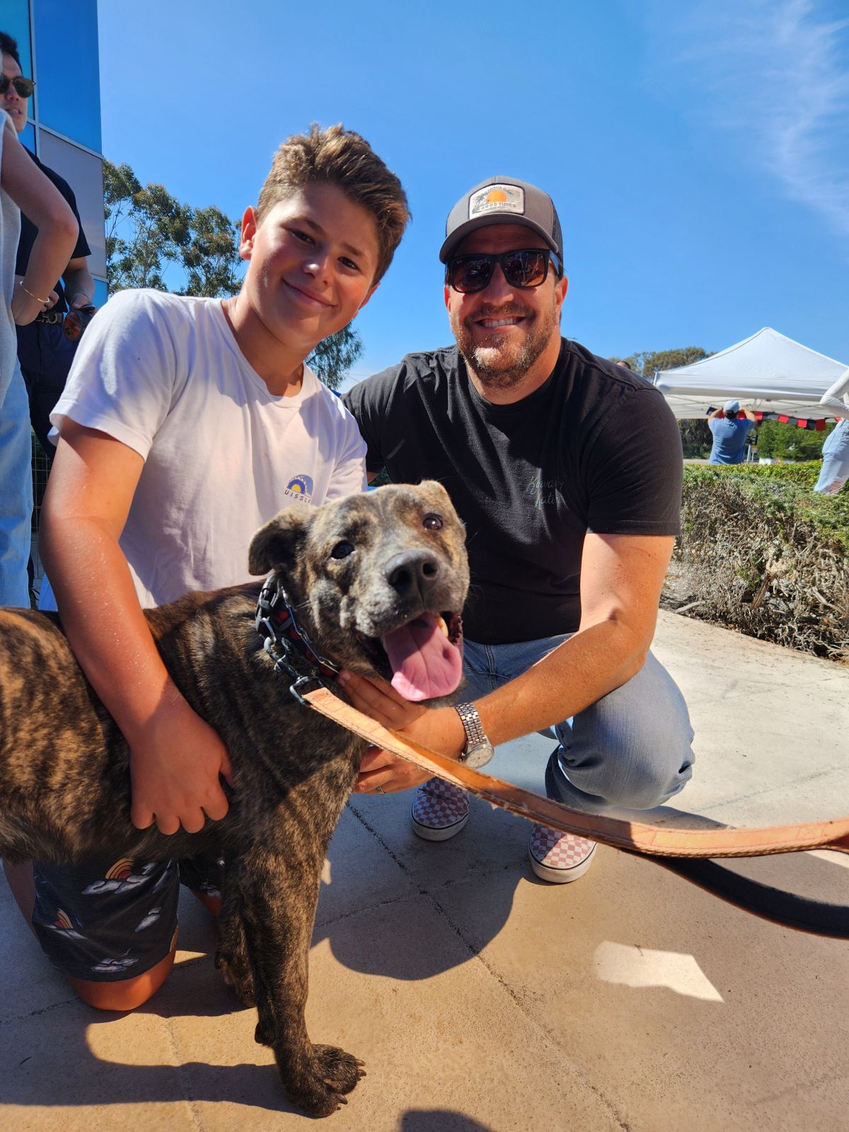 Enlarge Scout, a Adoptable mixed breed in Claremont, CA image 5/5