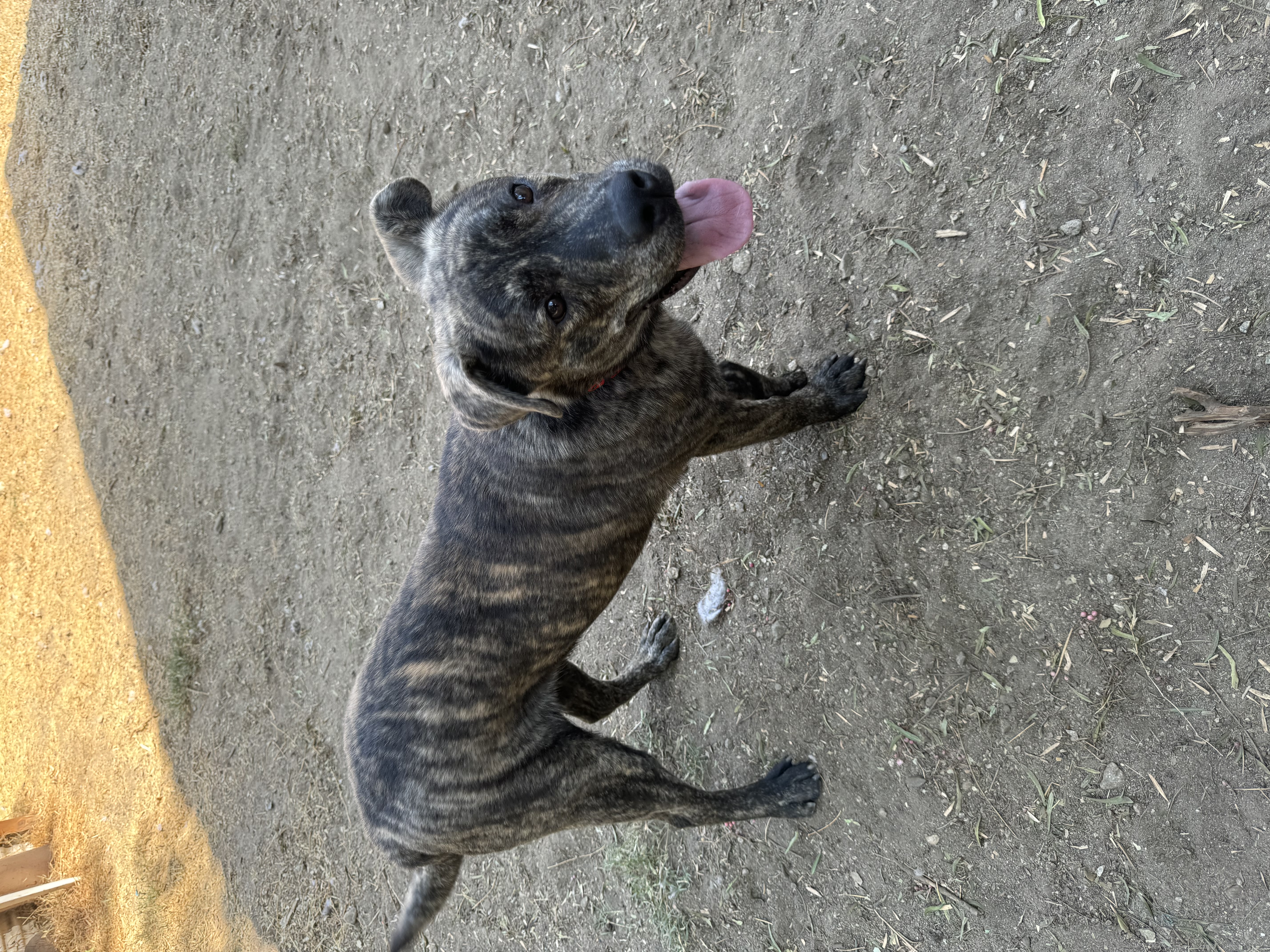 Enlarge Scout, a Adoptable mixed breed in Claremont, CA image 3/5