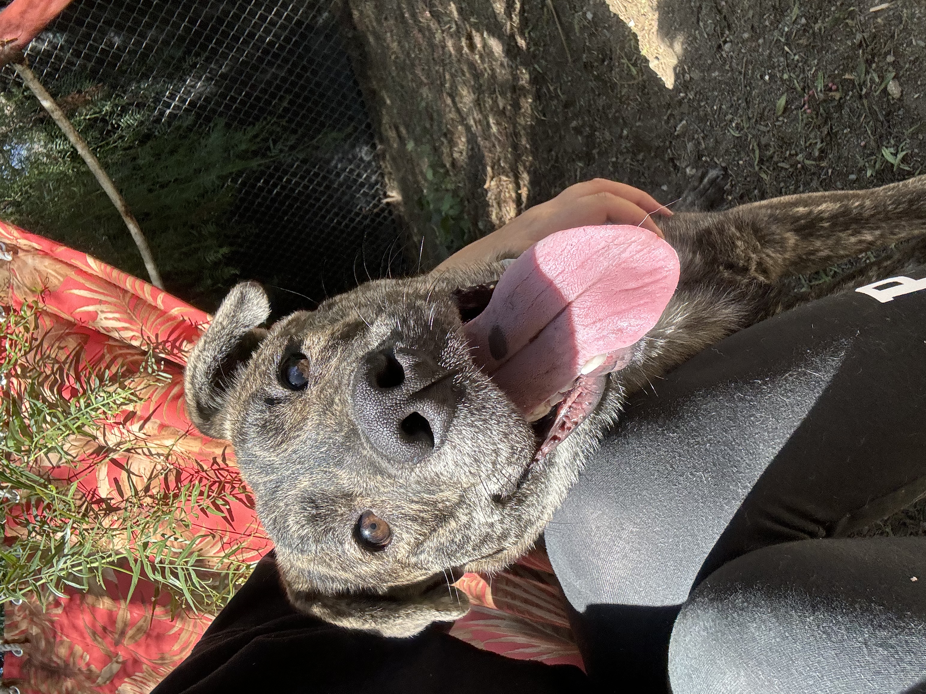 Scout, Adoptable, Young Male Presa Canario & Shepherd.