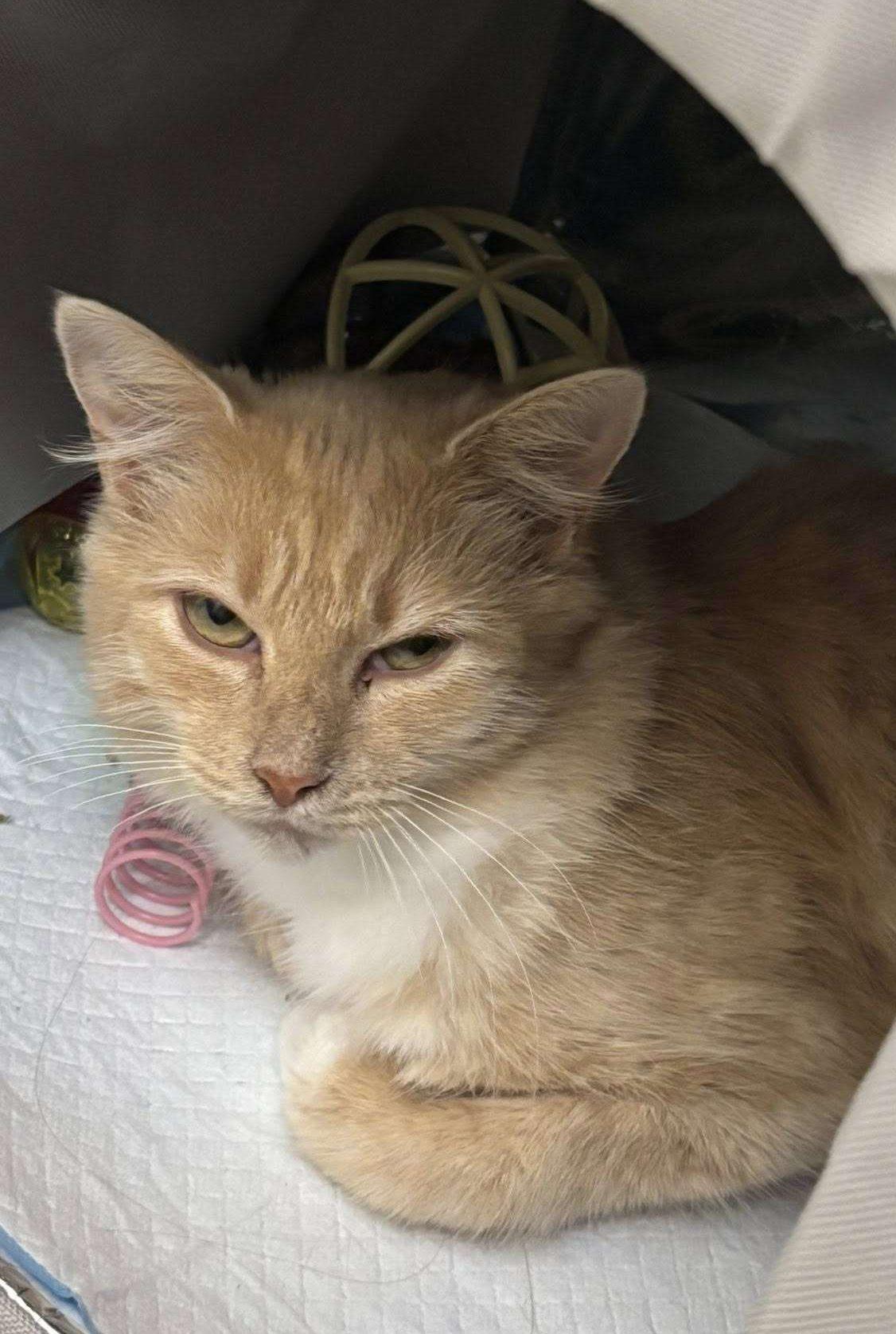 Enlarge Autumn, a Adoptable Domestic Short Hair in Nepean, ON image 1/1