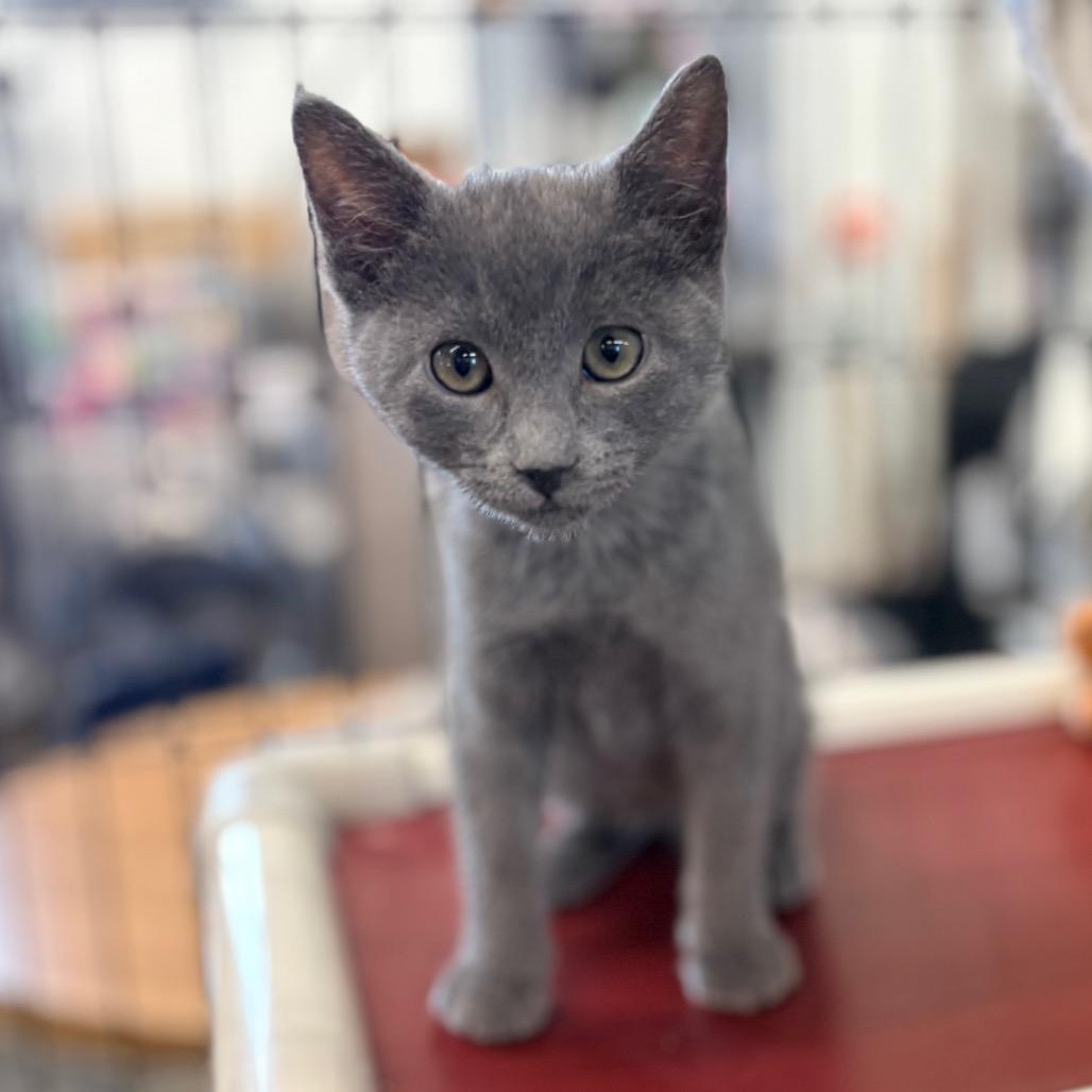 George, adopted, Young Male Domestic Short Hair.