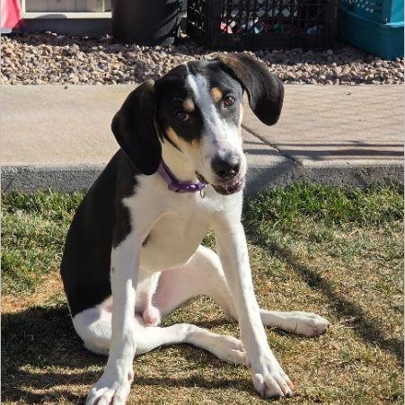 Enlarge Goofy, a ADOPTABLE mixed breed in Springerville, AZ image 1/1