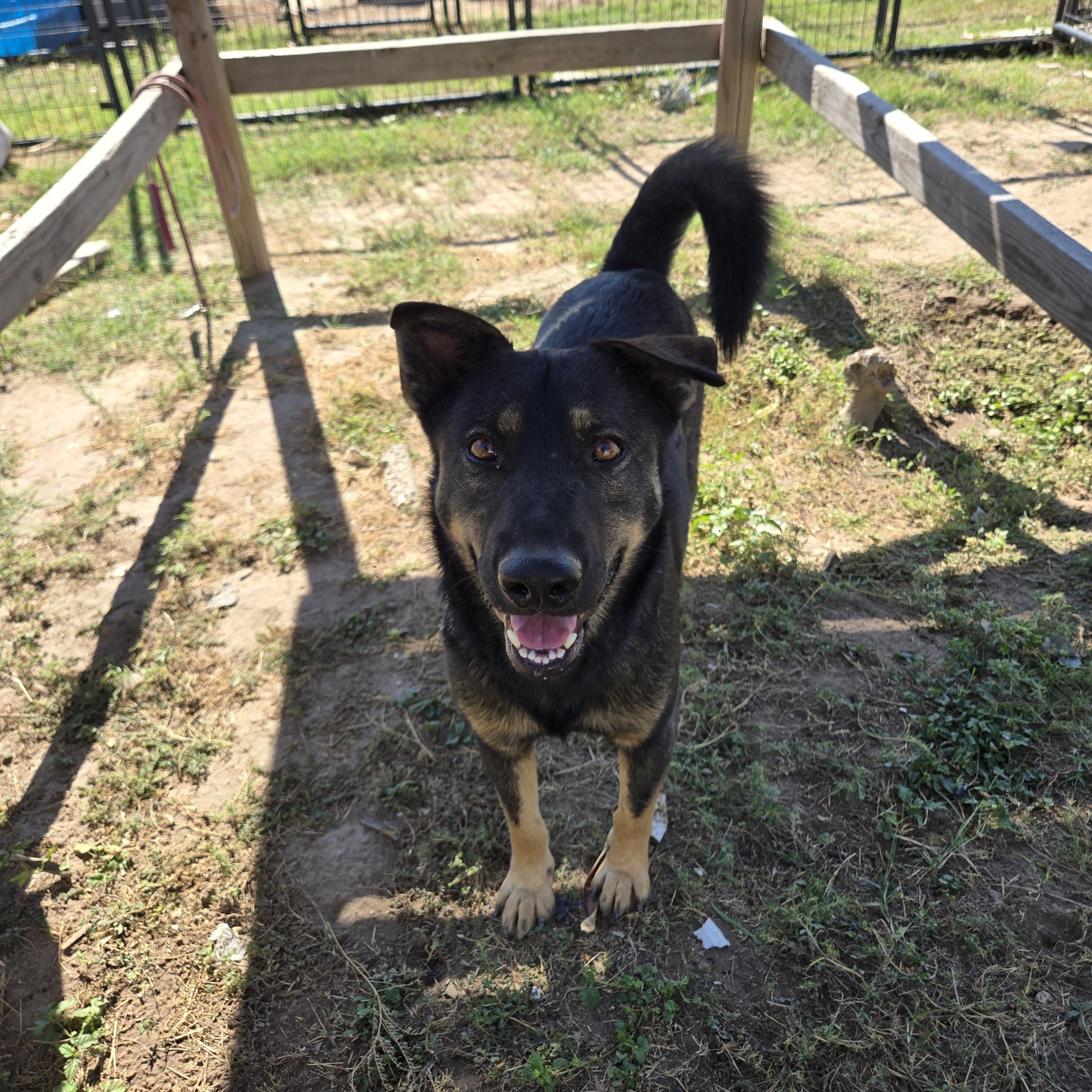 Gabriel, Adoptable, Young Male German Shepherd Dog & Husky.