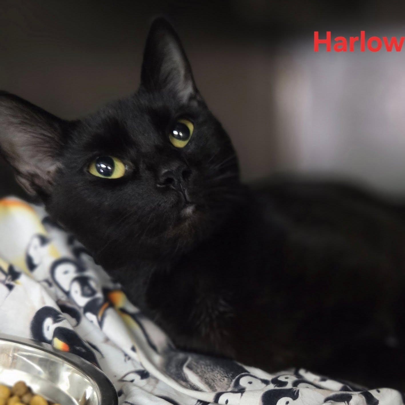 Harlow, Adoptable, Young Female Domestic Short Hair.