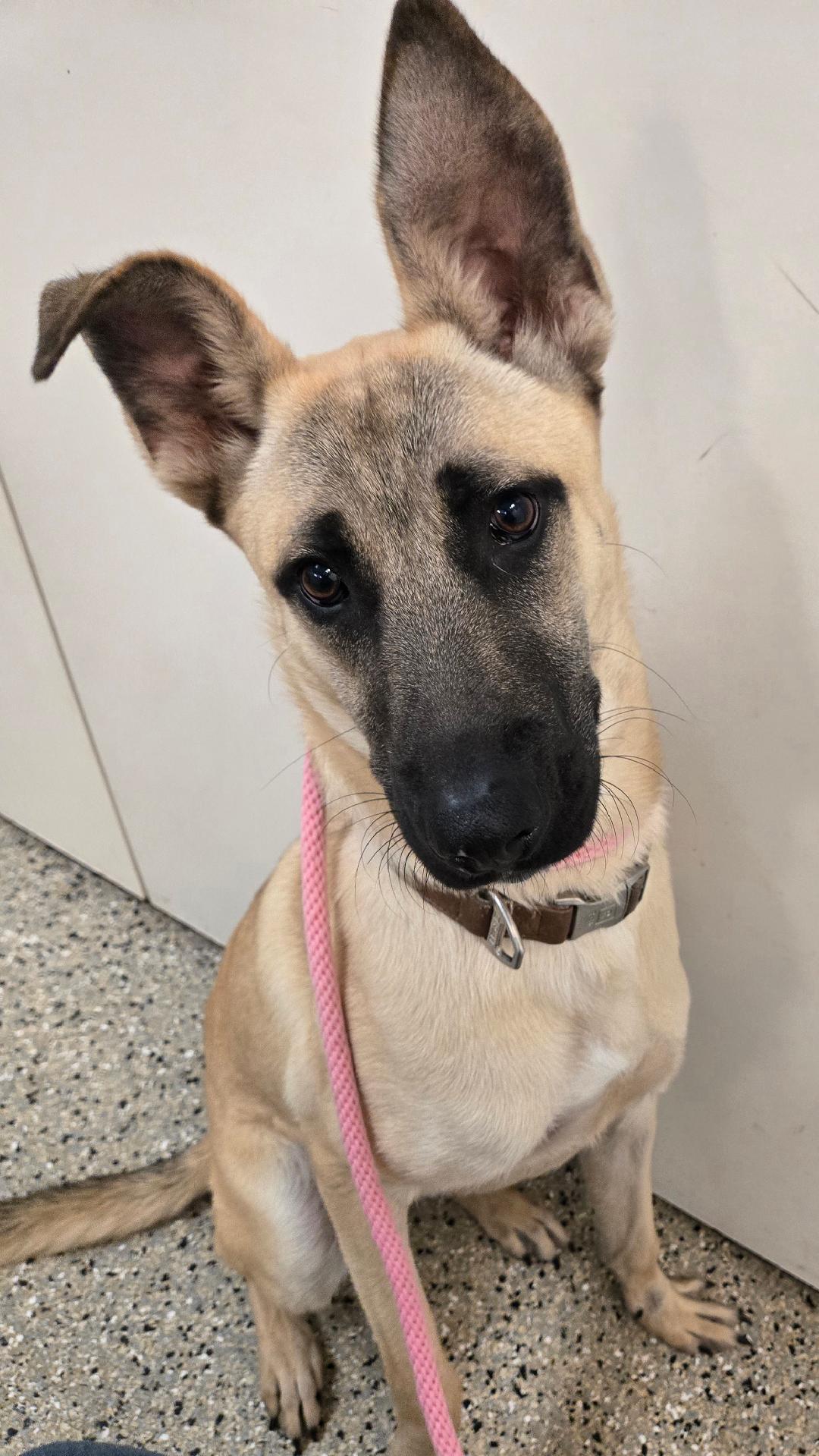 Enzo, an adopted mixed breed in Houston, TX image 1/3