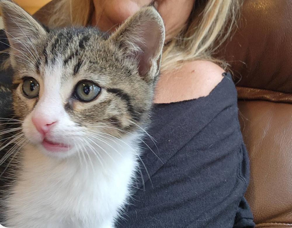 Yell, Adoptable, Kitten Male Domestic Short Hair.