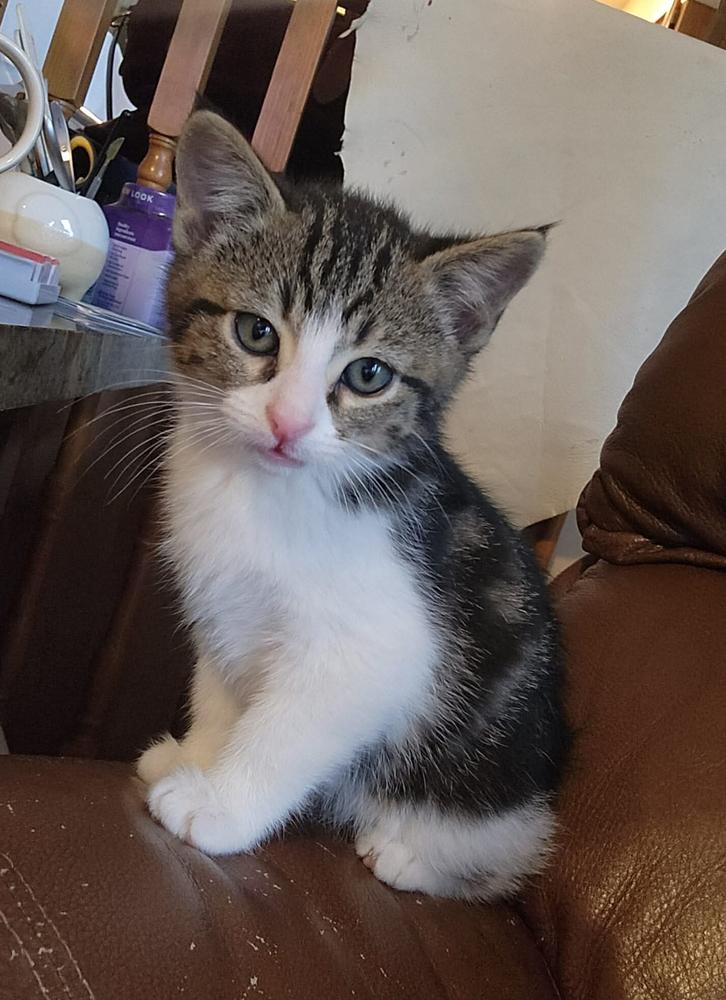 Yell, a Adoptable mixed breed in Spokane , WA image 2/4