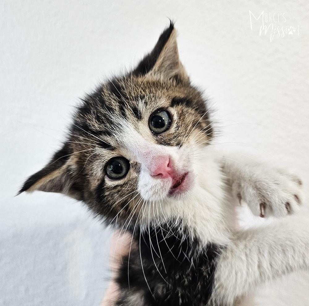 Yell, a Adoptable mixed breed in Spokane , WA image 3/4