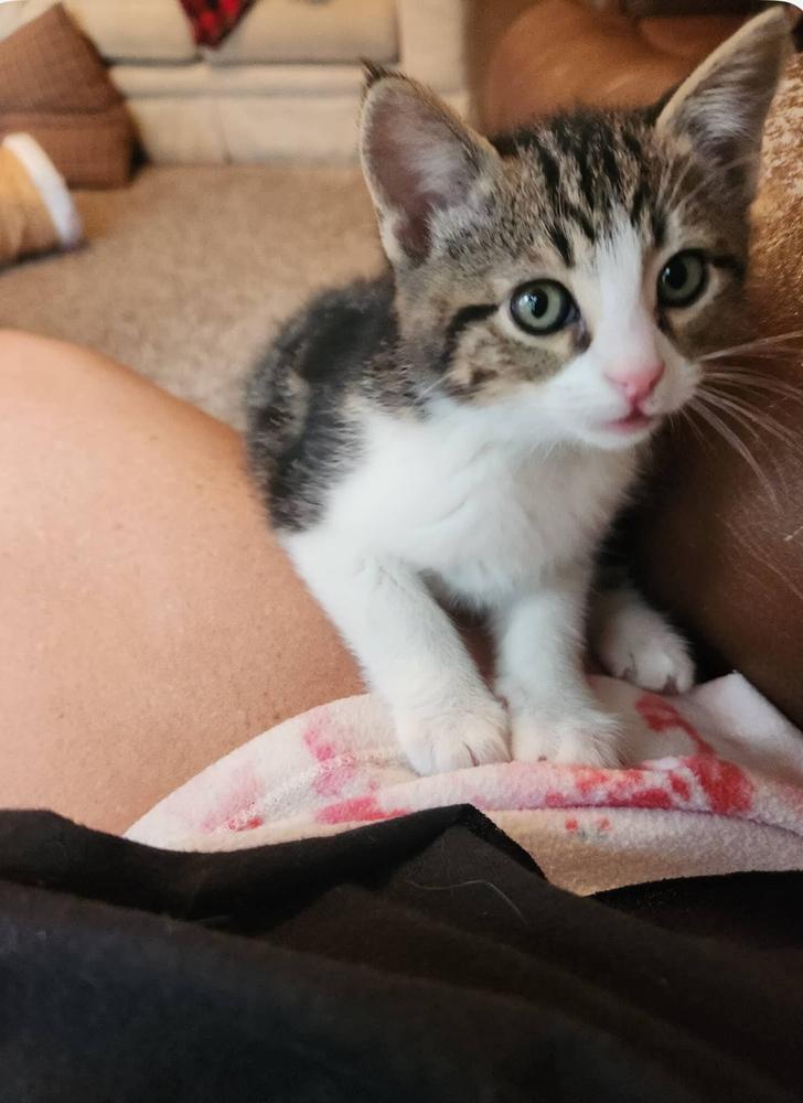 Yell, a Adoptable mixed breed in Spokane , WA image 4/4