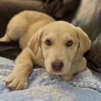 Enlarge Briggs!!, an adopted mixed breed in Watertown, CT image 4/4