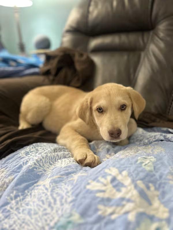 Briggs!!, adopted, Puppy Male Labrador Retriever & Anatolian Shepherd.