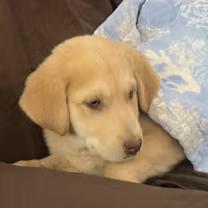 Enlarge Briggs!!, an adopted mixed breed in Watertown, CT image 3/4