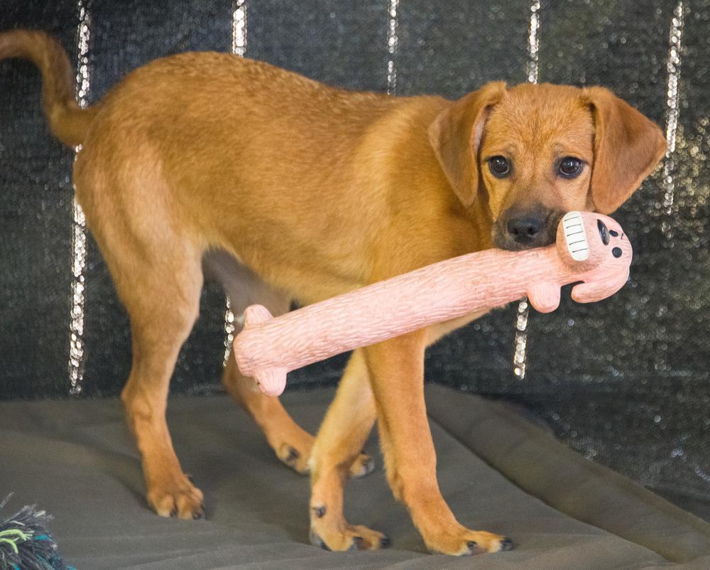 Enlarge Ziva, a Adoptable mixed breed in Marietta, GA image 1/6