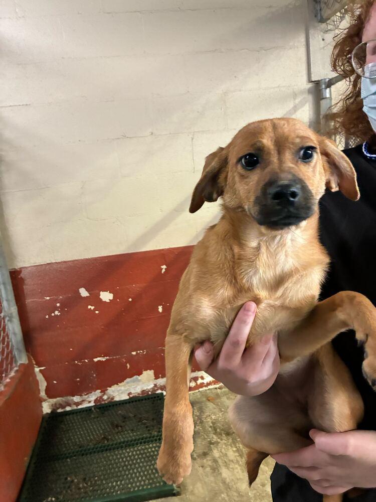 Enlarge Ziva, a Adoptable mixed breed in Marietta, GA image 2/6