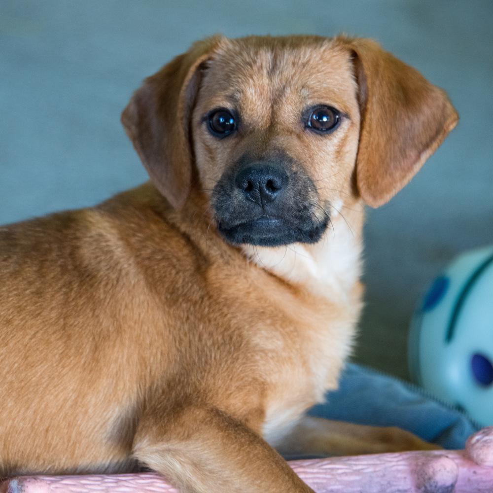 Enlarge Ziva, a Adoptable mixed breed in Marietta, GA image 3/6