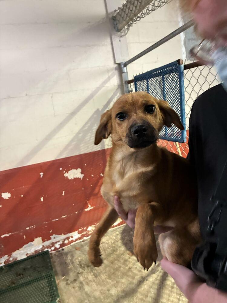 Enlarge Ziva, a Adoptable mixed breed in Marietta, GA image 4/6