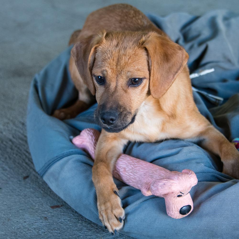 Enlarge Ziva, a Adoptable mixed breed in Marietta, GA image 5/6