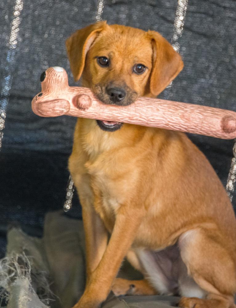 Enlarge Ziva, a Adoptable mixed breed in Marietta, GA image 6/6