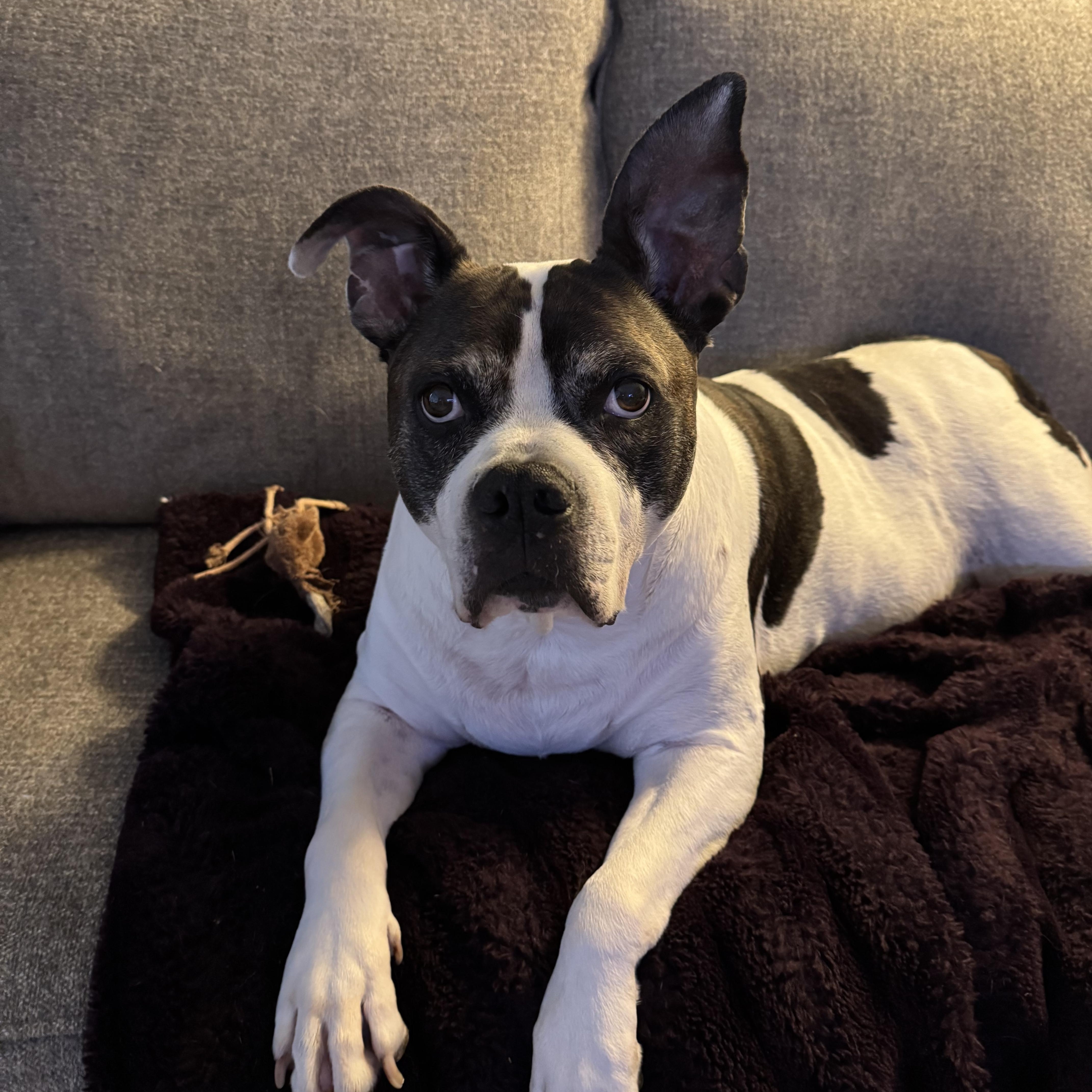 Enlarge ***COURTESY LISTING*** Lucky, a Adoptable mixed breed in Moscow, ID image 1/5