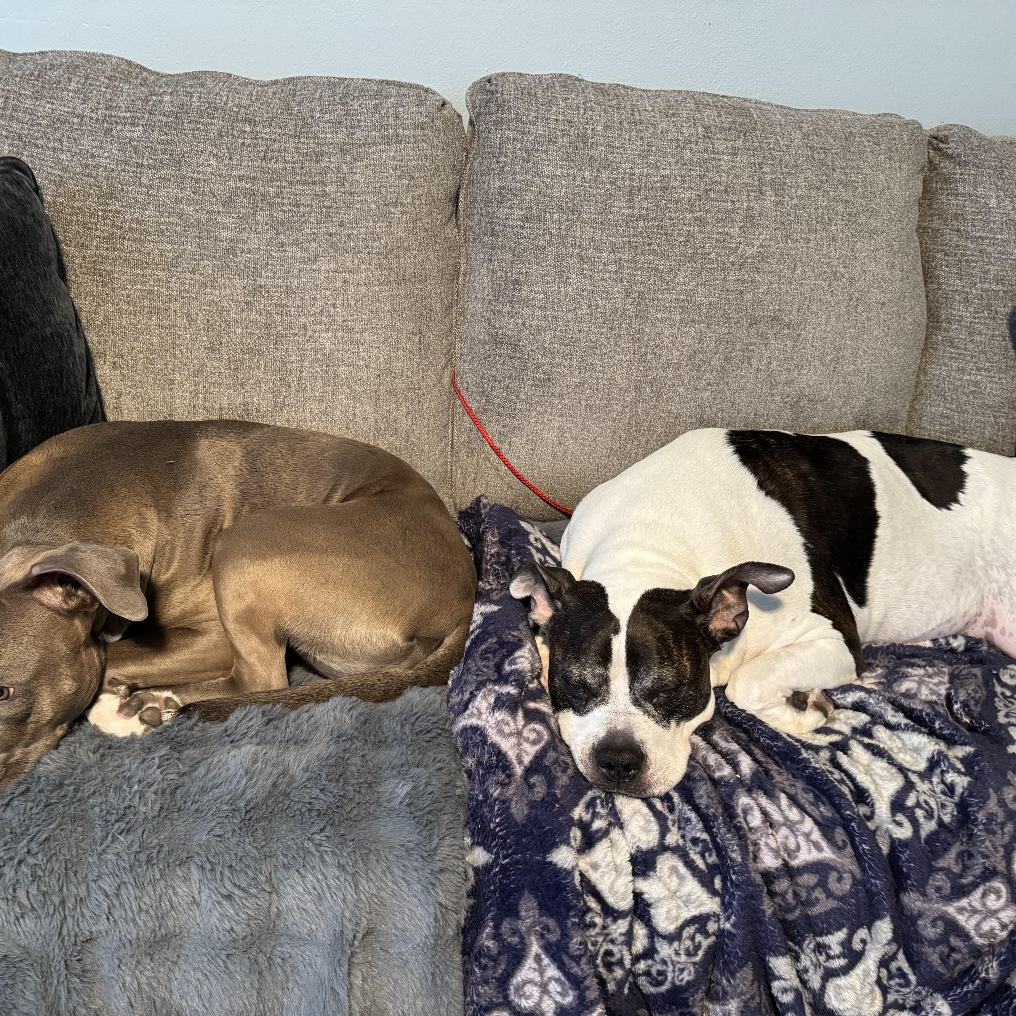 Enlarge ***COURTESY LISTING*** Lucky, a Adoptable mixed breed in Moscow, ID image 3/5