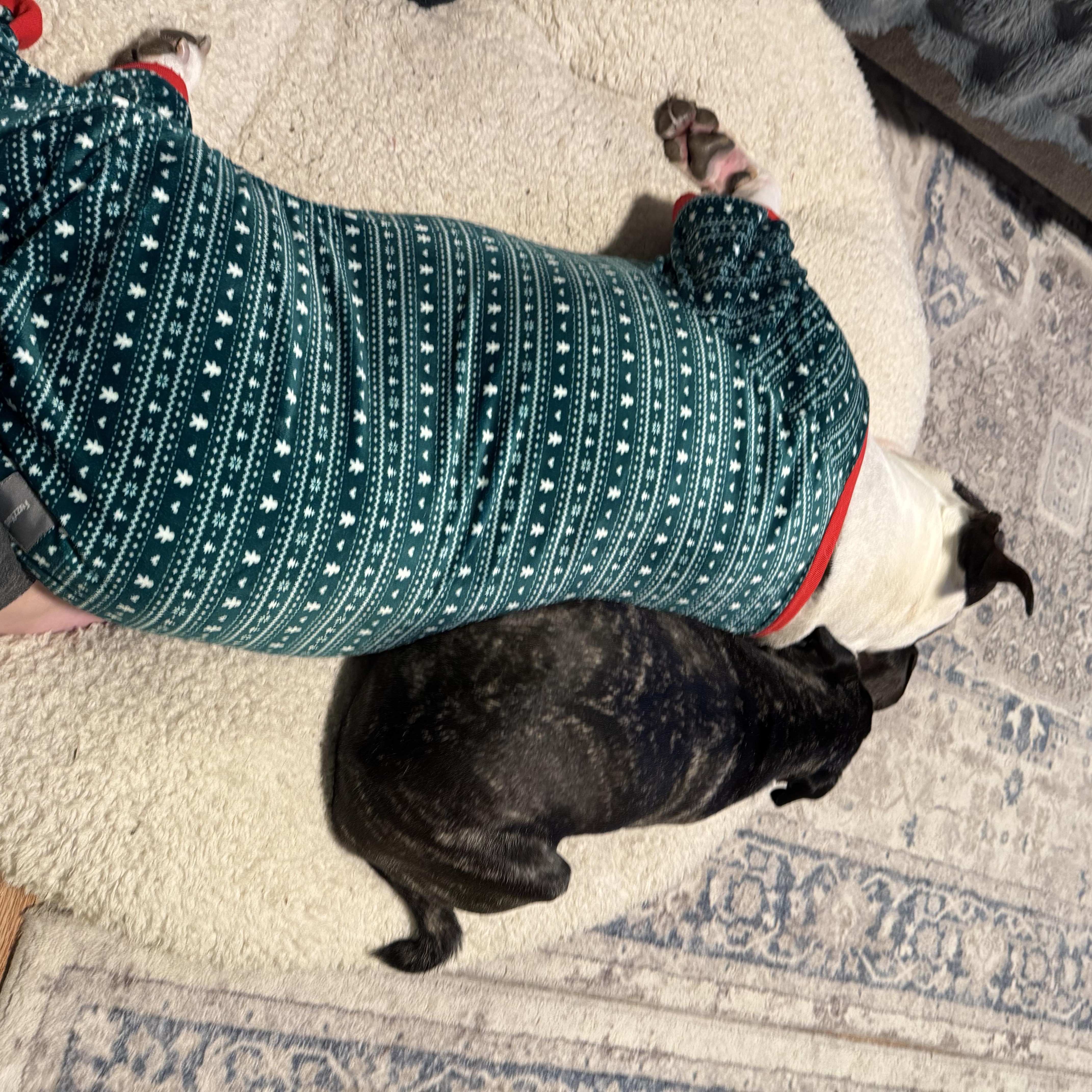 ***COURTESY LISTING*** Lucky — thumbnail 3