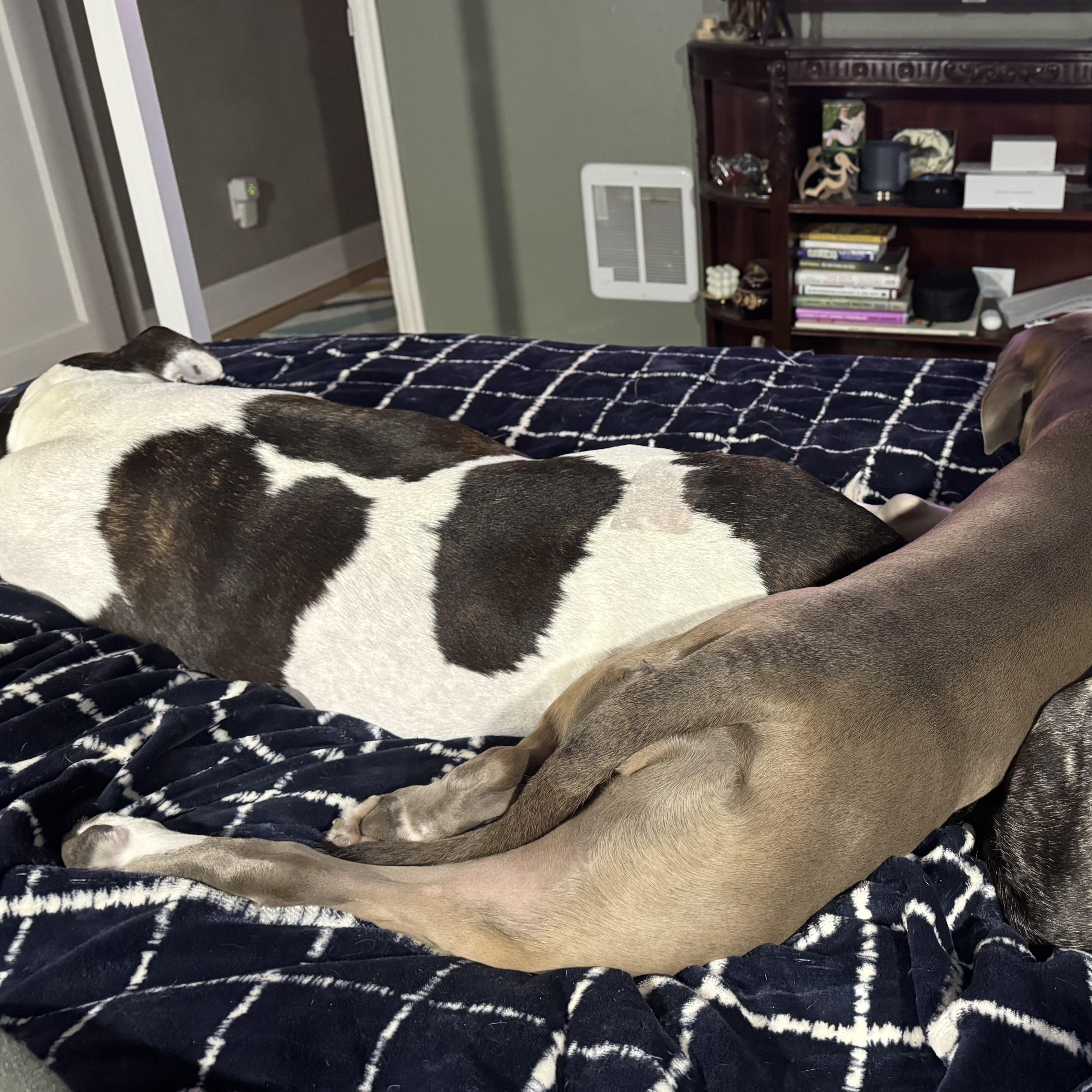 ***COURTESY LISTING*** Lucky — thumbnail 5