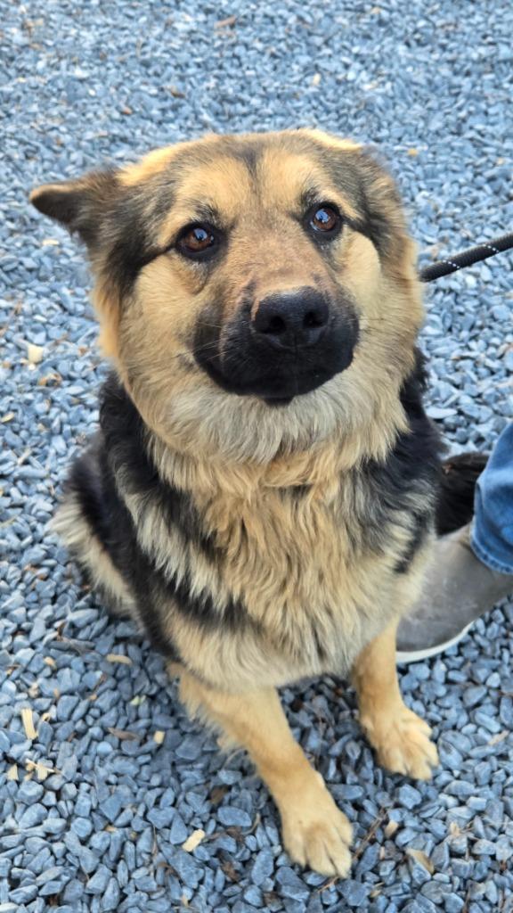 Amerillo, Adoptable, Young Female Mixed Breed.