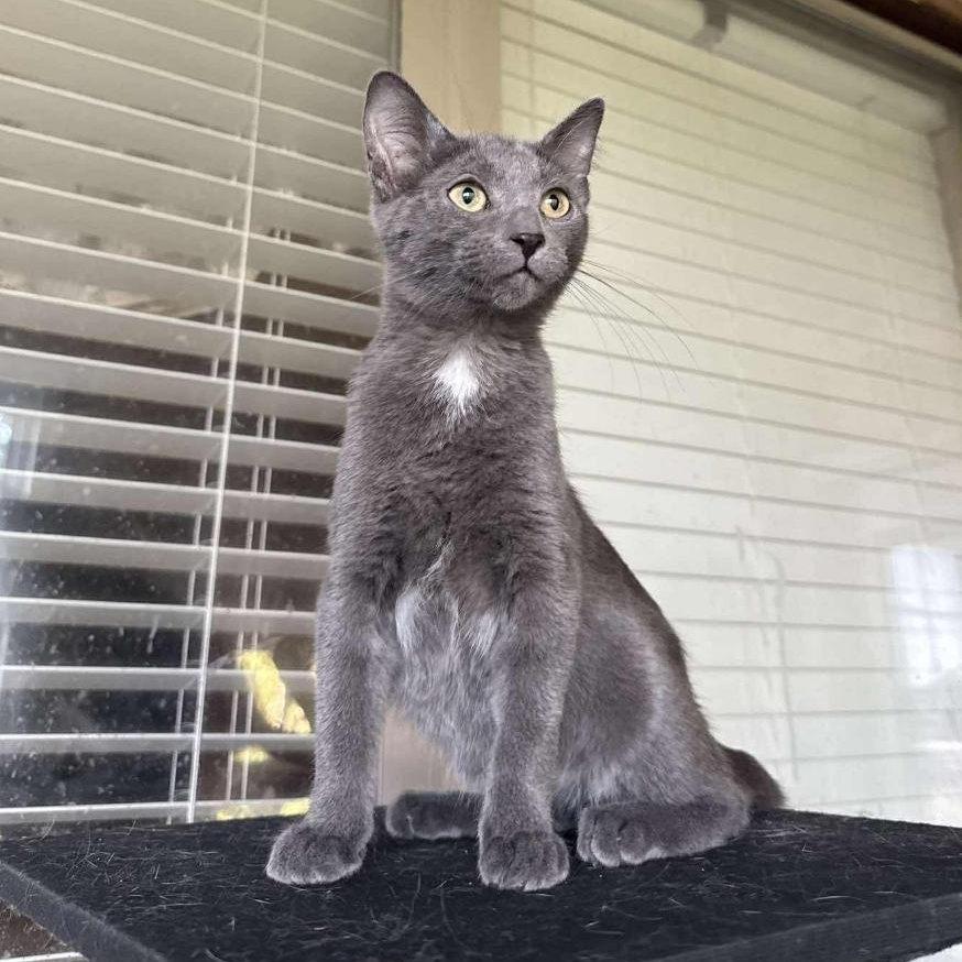 Demi, adoptable, Kitten Female Domestic Short Hair.