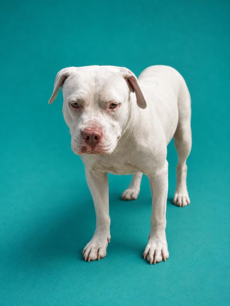 Enlarge River, a Adoptable mixed breed in Wauchula, FL image 1/1