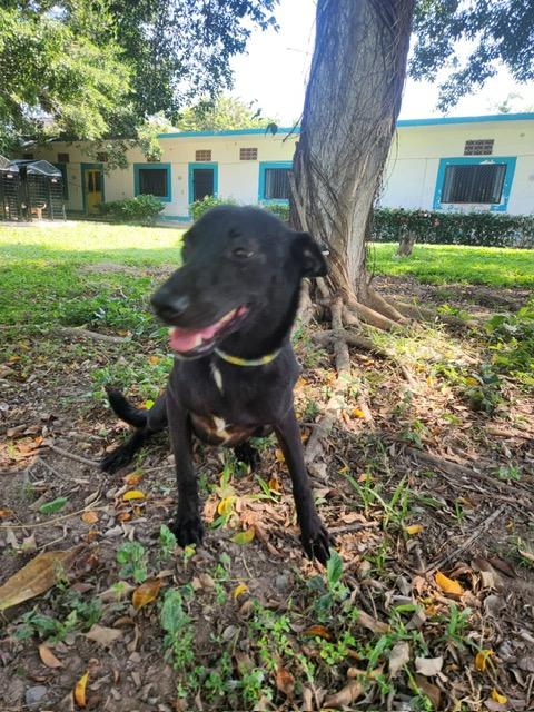 Enlarge Bonnie, a Adoptable Mixed Breed in EL COLORADO, JAL image 5/6