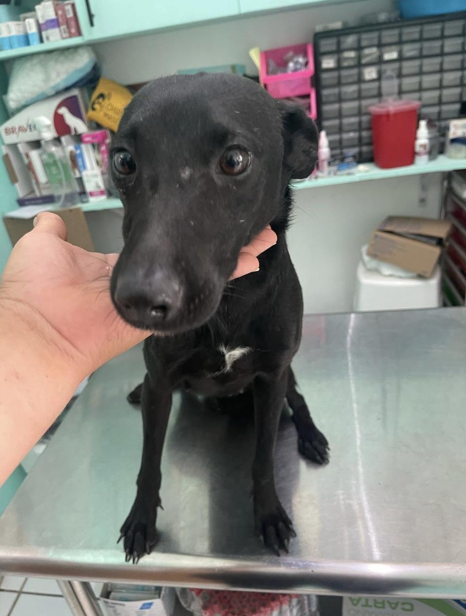 Enlarge Bonnie, a Adoptable Mixed Breed in EL COLORADO, JAL image 3/6