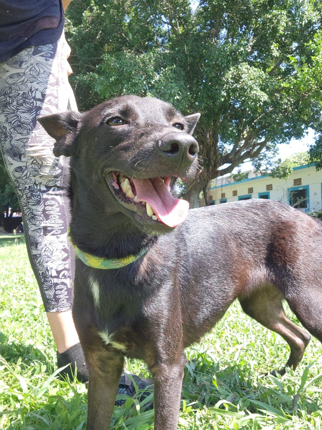 Enlarge Bonnie, a Adoptable Mixed Breed in EL COLORADO, JAL image 6/6