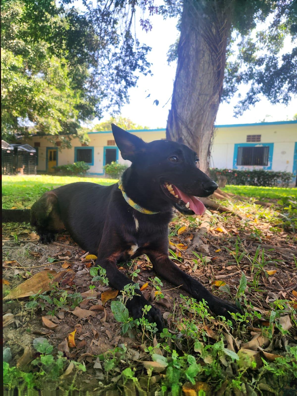 Bonnie, Adoptable, Adult Female Mixed Breed.