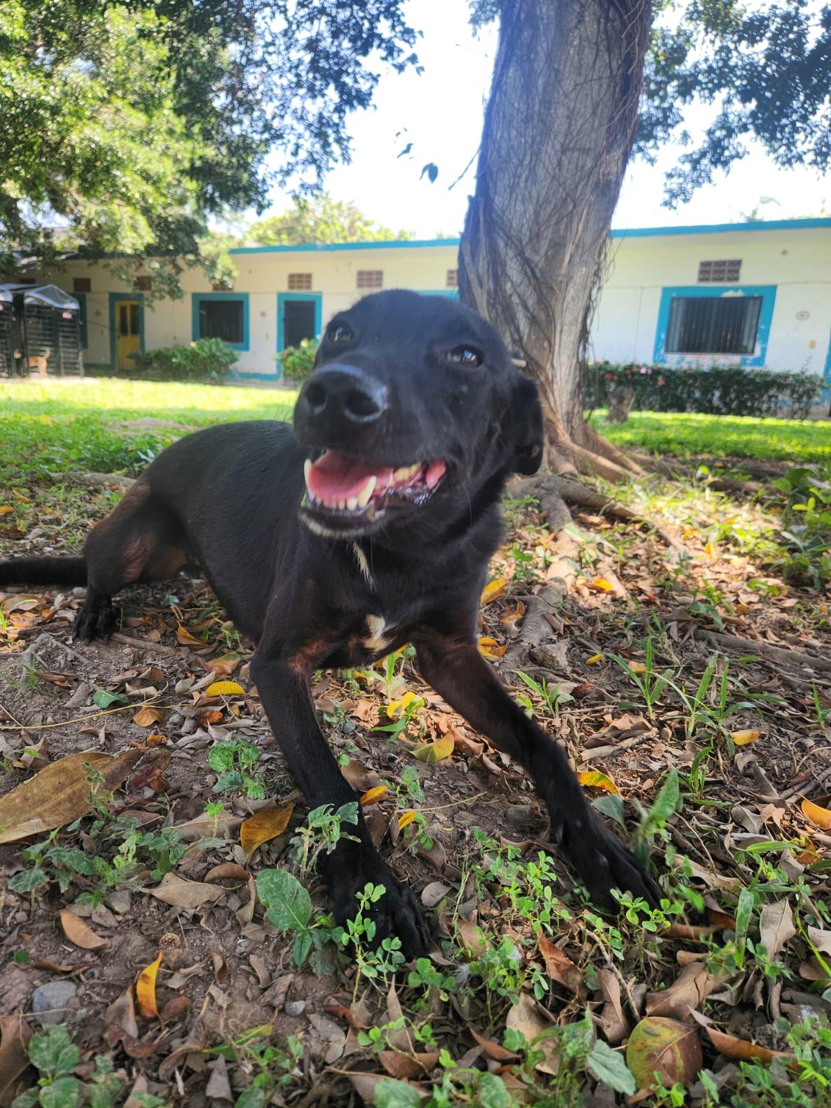 Enlarge Bonnie, a Adoptable Mixed Breed in EL COLORADO, JAL image 2/6