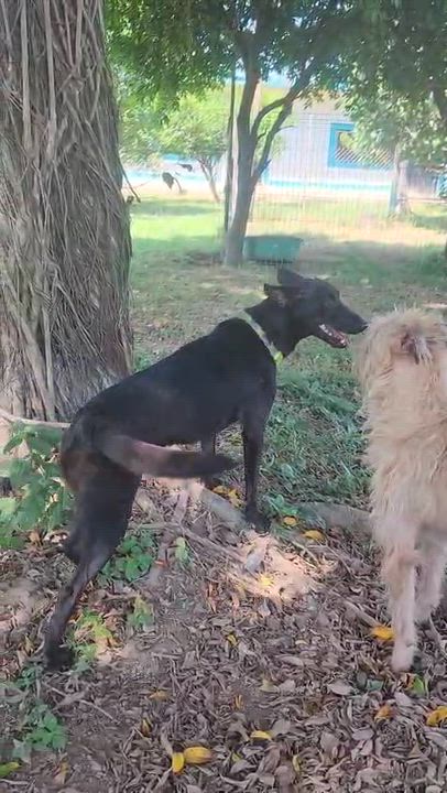 Enlarge Bonnie, a Adoptable Mixed Breed in EL COLORADO, JAL video 4/6