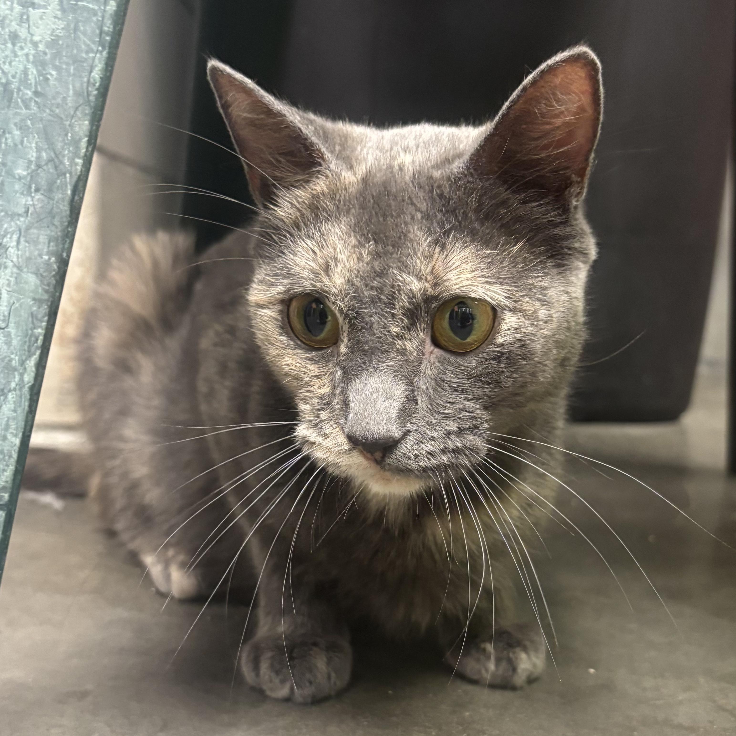 Summer, a Adoptable Dilute Tortoiseshell in Waynesburg, PA image 2/5