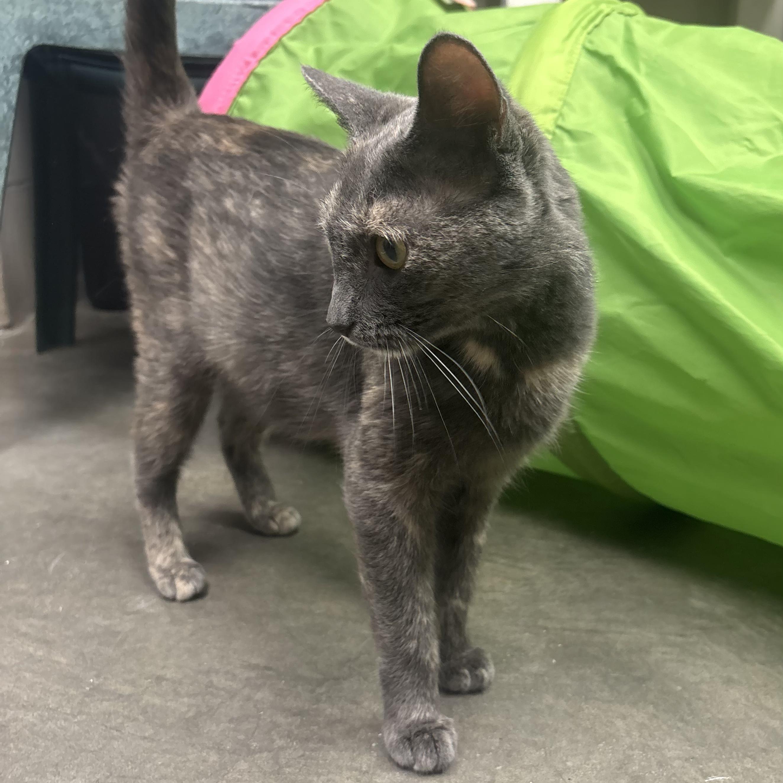 Summer, a Adoptable Dilute Tortoiseshell in Waynesburg, PA image 3/5