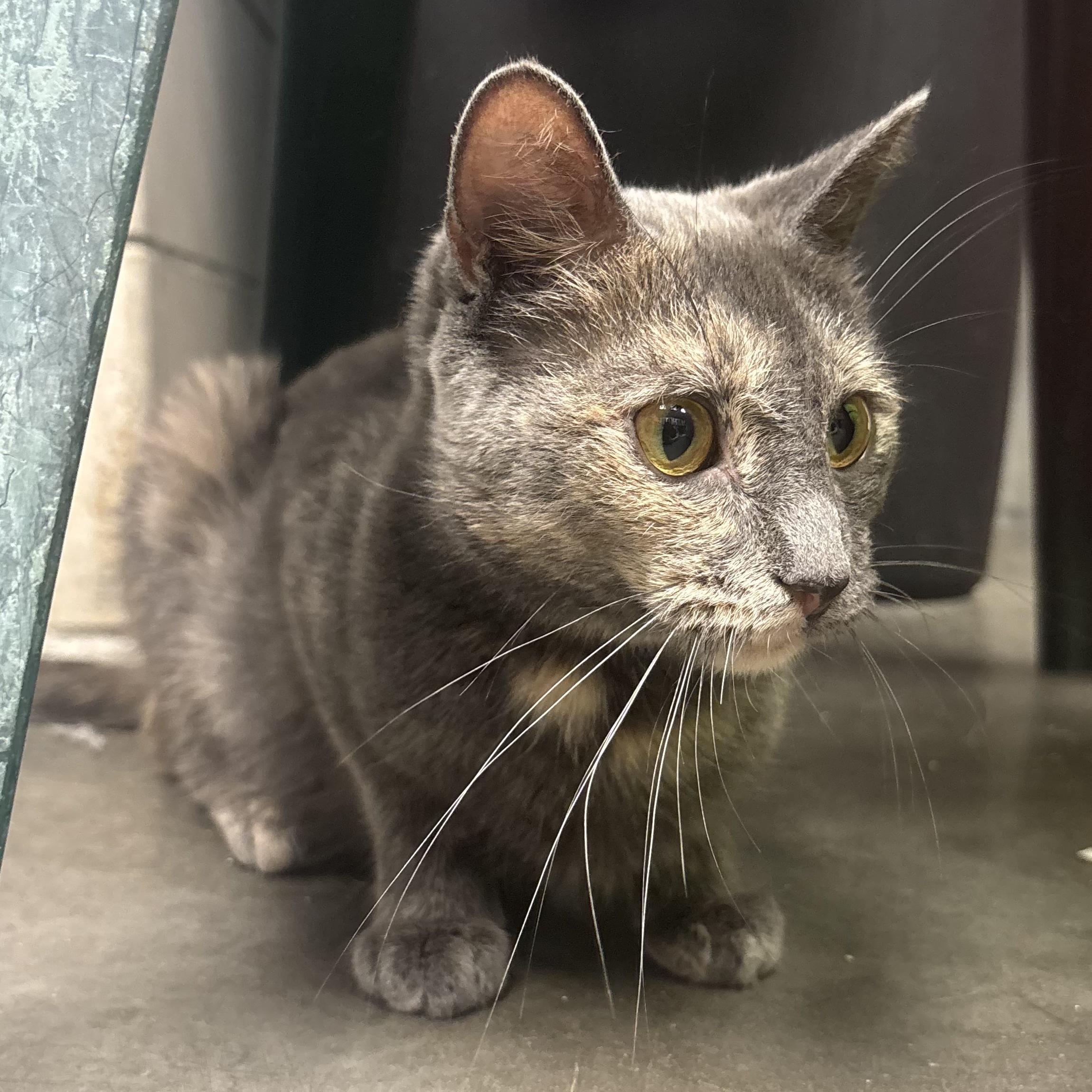 Summer, a Adoptable Dilute Tortoiseshell in Waynesburg, PA image 4/5