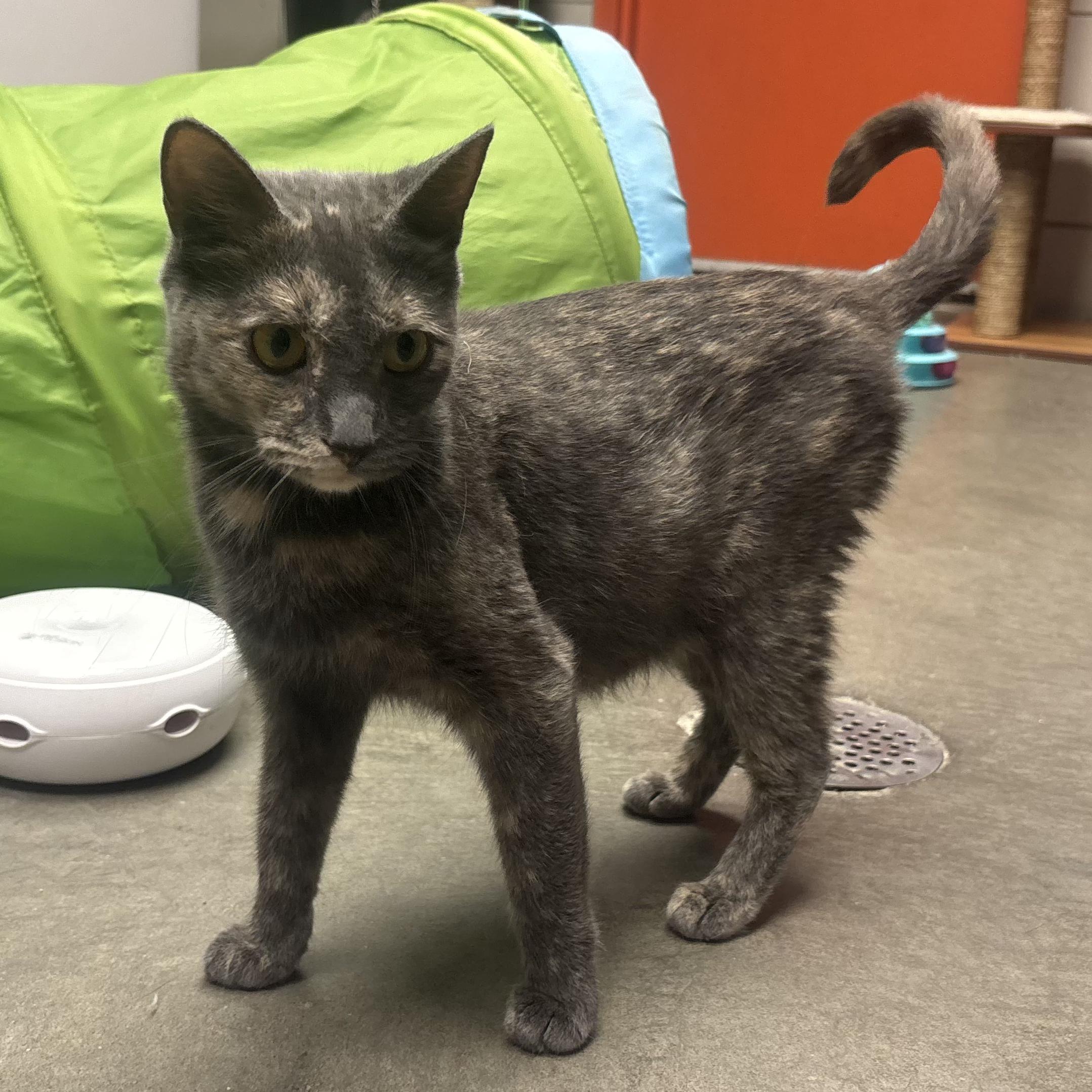 Summer, a Adoptable Dilute Tortoiseshell in Waynesburg, PA image 5/5