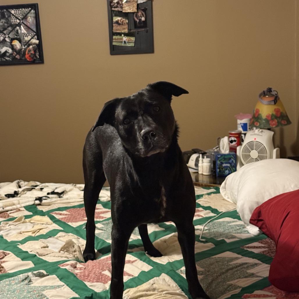 Raven, a Adoptable Black Labrador Retriever in Little Rock, AR image 1/4